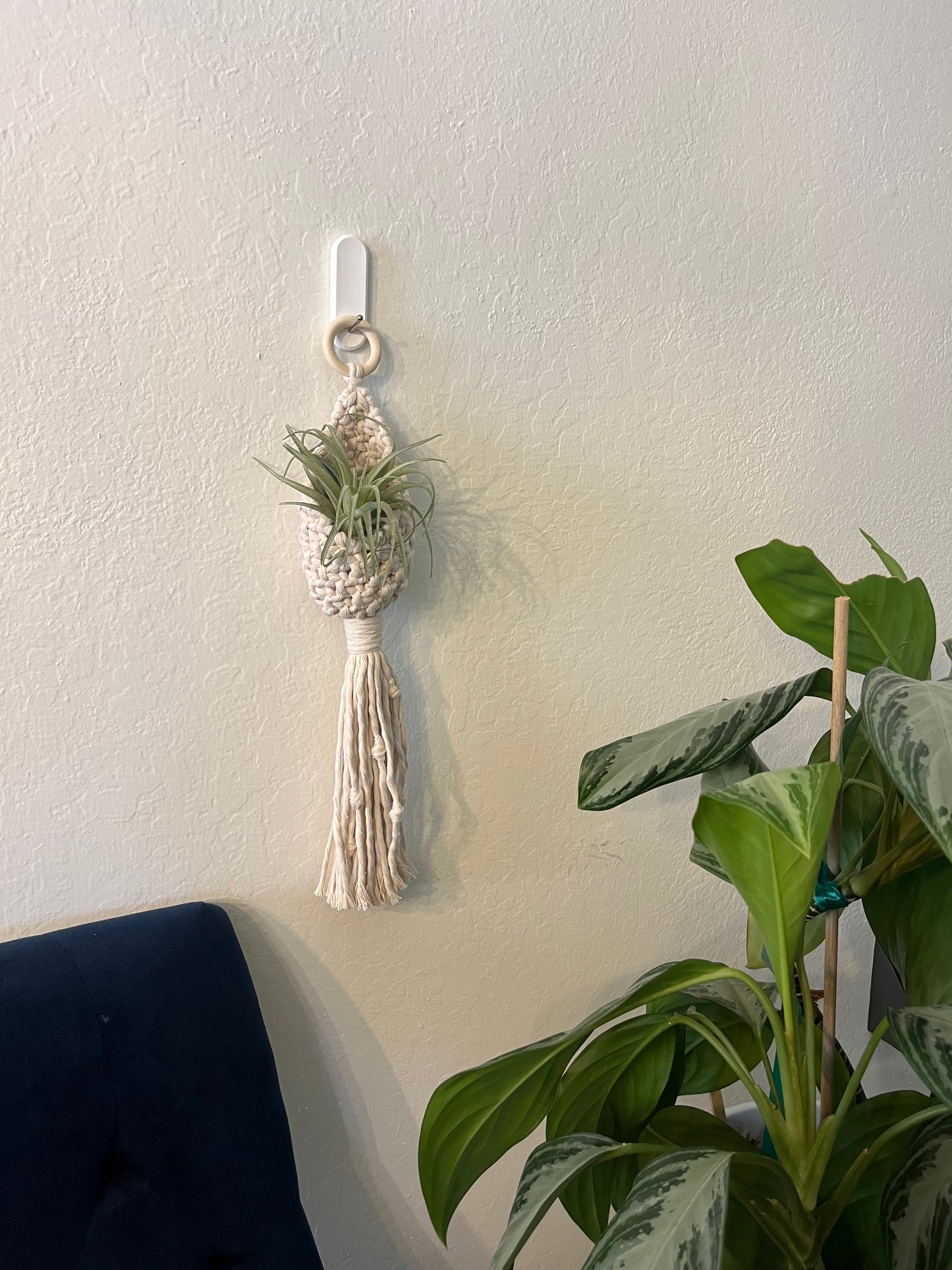 Air Plant Hanger