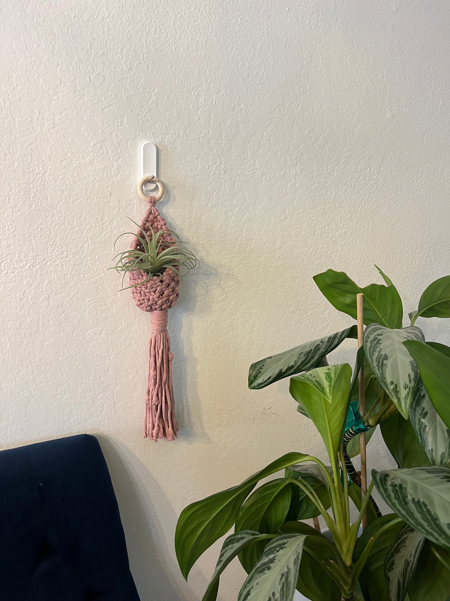 Air Plant Hanger