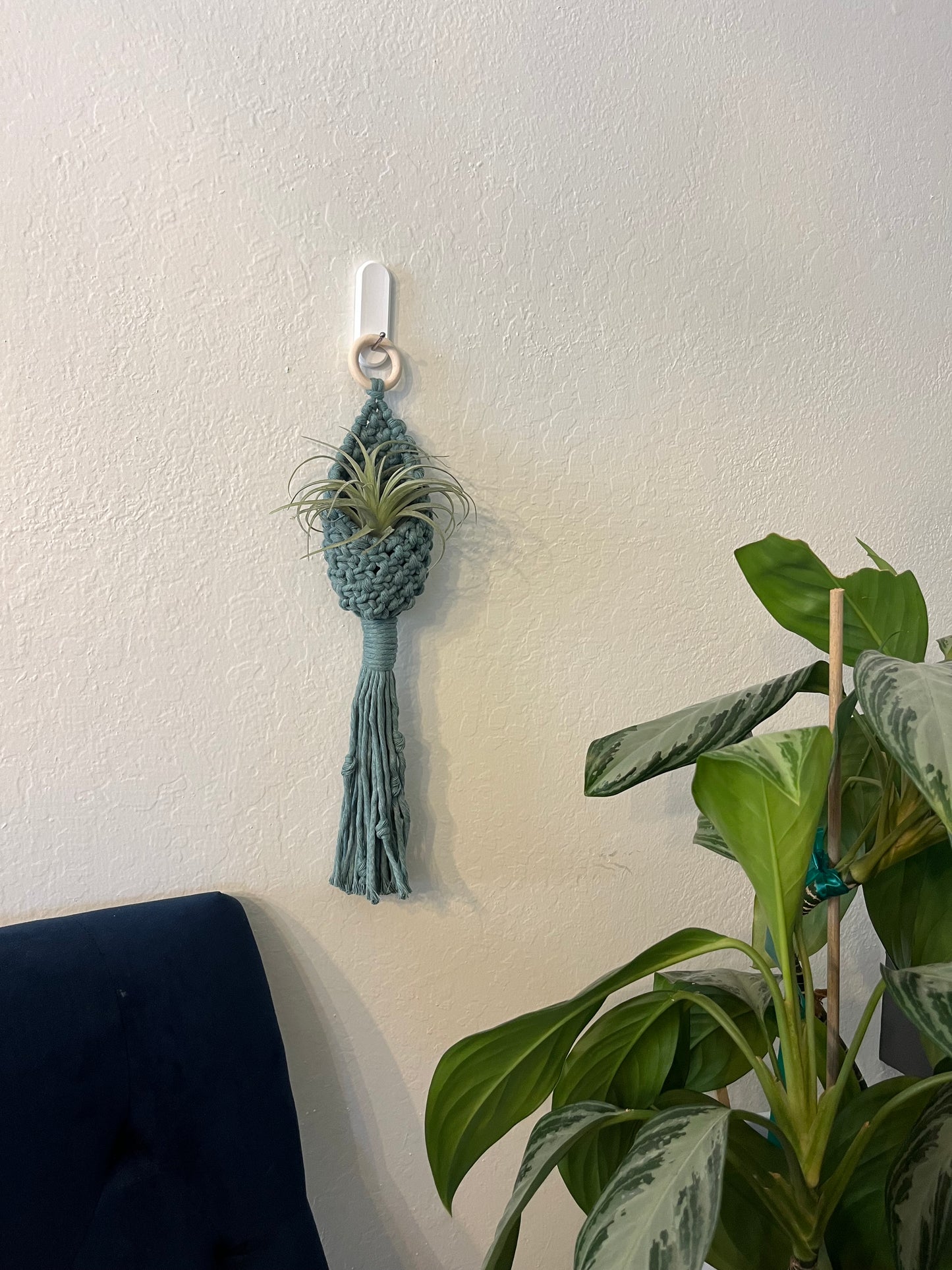 Air Plant Hanger