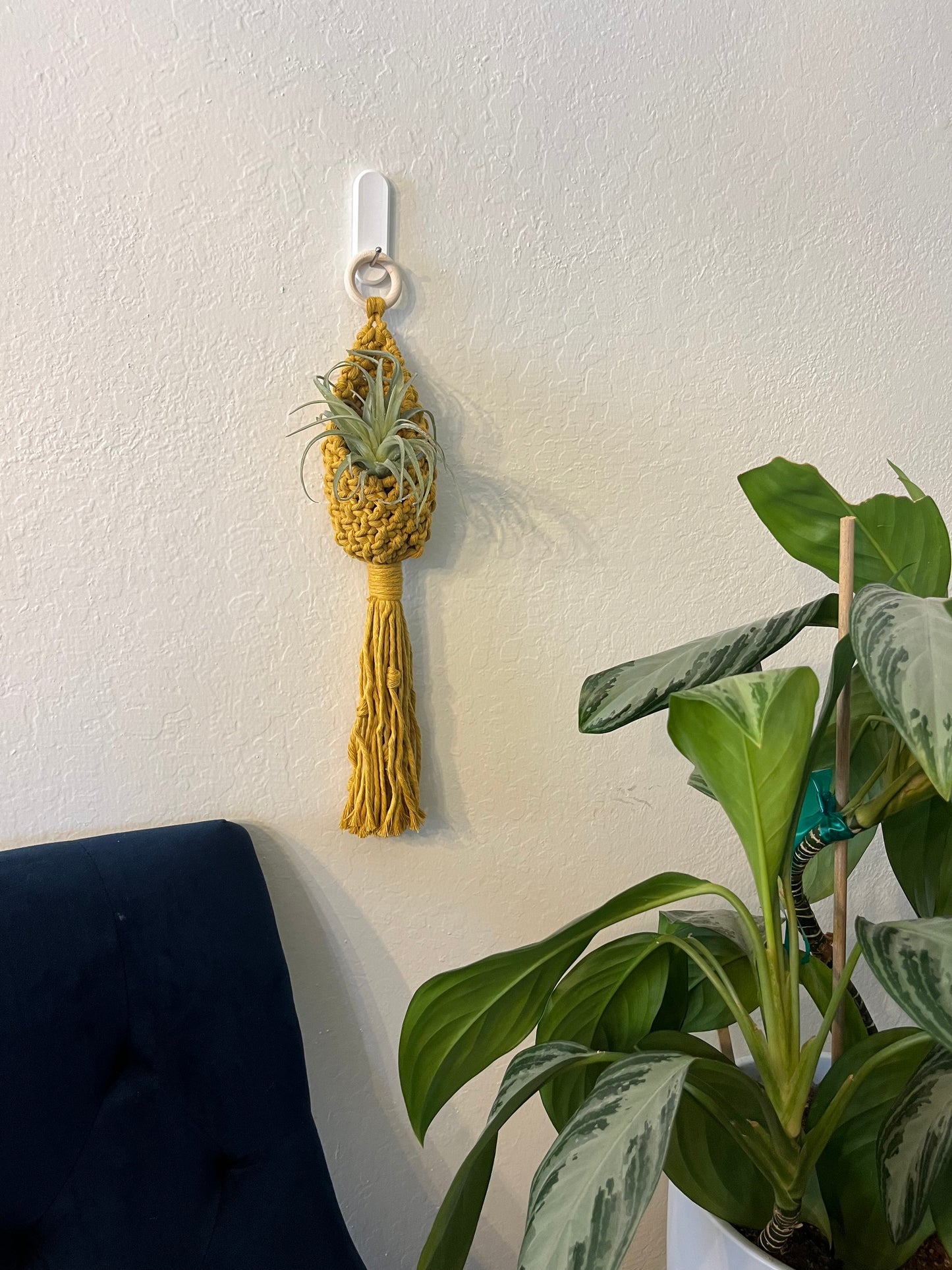 Air Plant Hanger