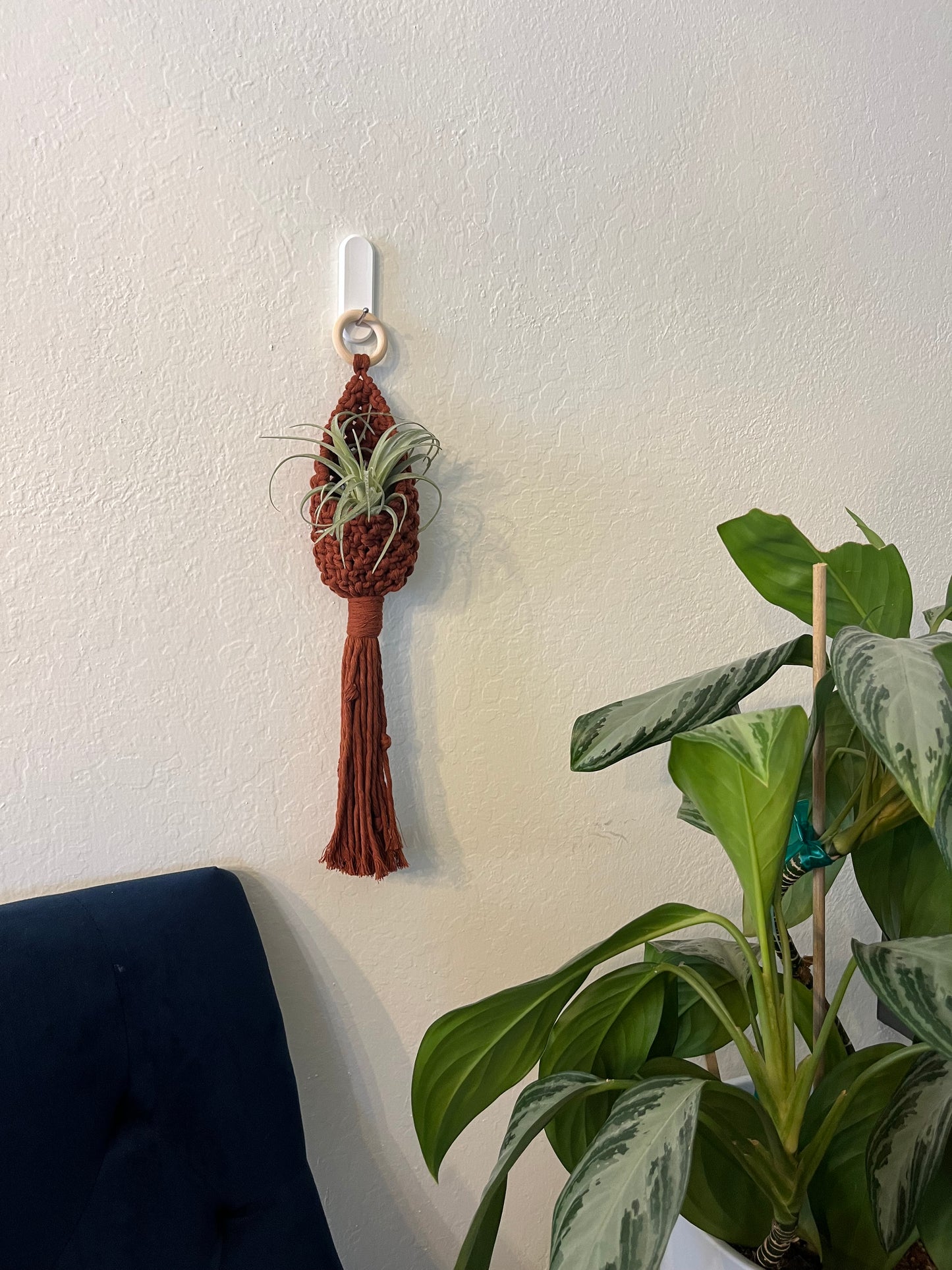 Air Plant Hanger