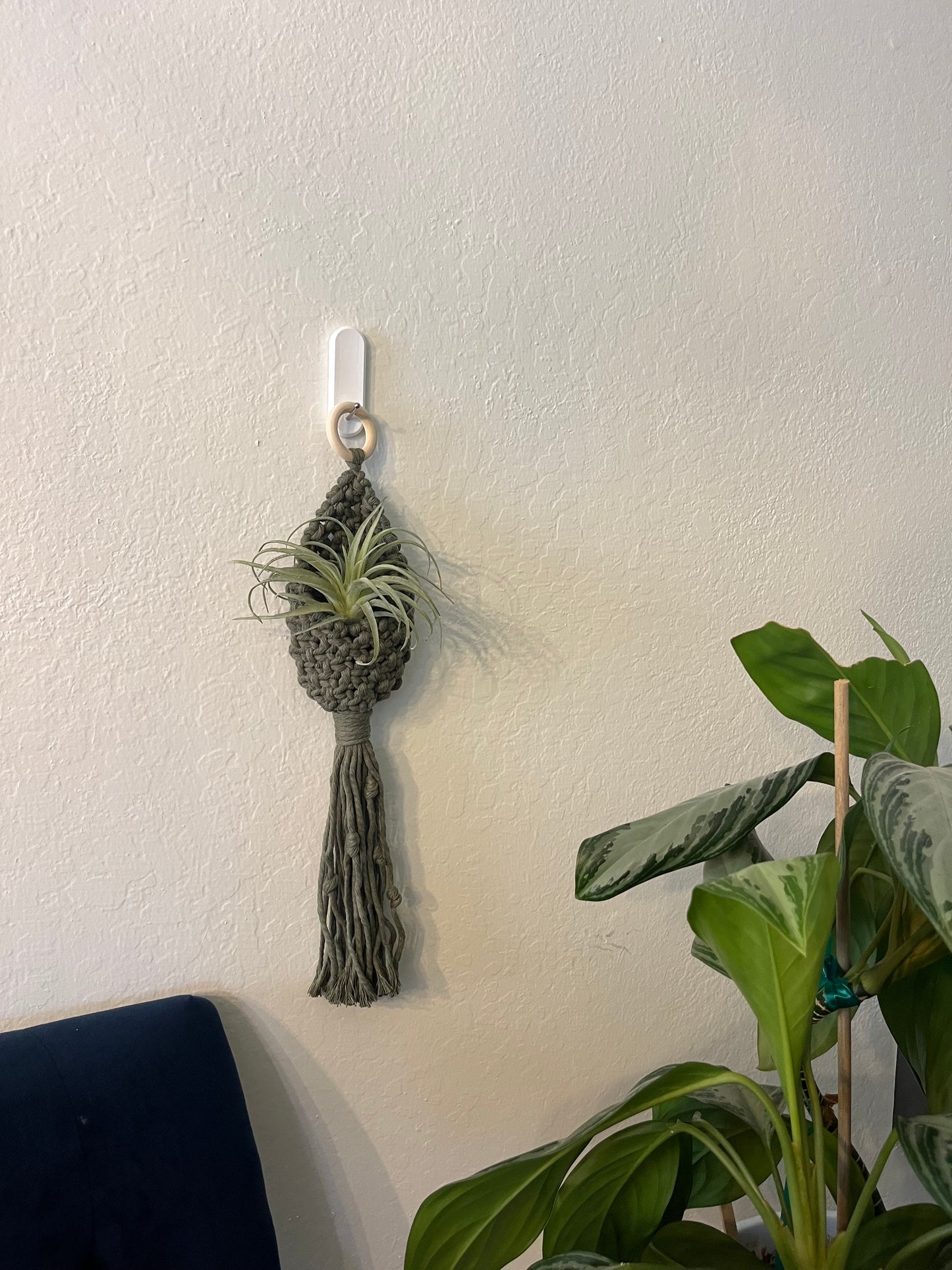 Air Plant Hanger